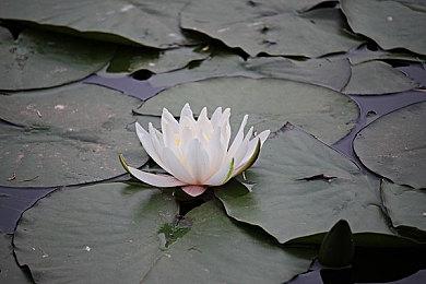 《绝地求生》手游 x 道奇官方联动宣传片